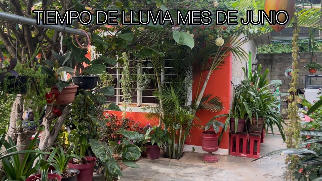 LES MUESTRO COMO ESTÁN MIS PLANTAS 🌱 EN UNA PARTE DE MI JARDÍN 🪴 en esta temporada de lluvia 🌧️.