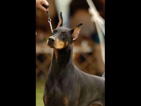 Long Island Doberman Pinscher Club Long Island Doberman Pinscher Club