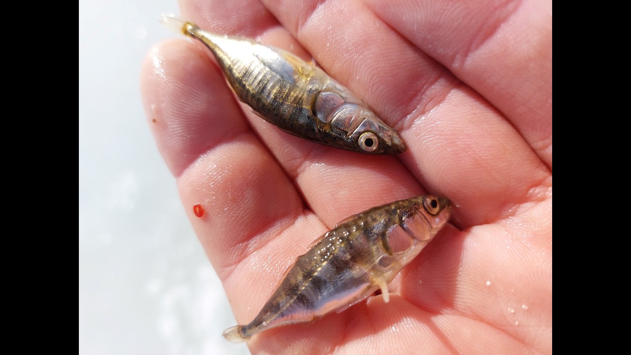 Как рождается СЧАСТЬЕ, закрытие зимнего сезона, отчёт № 444