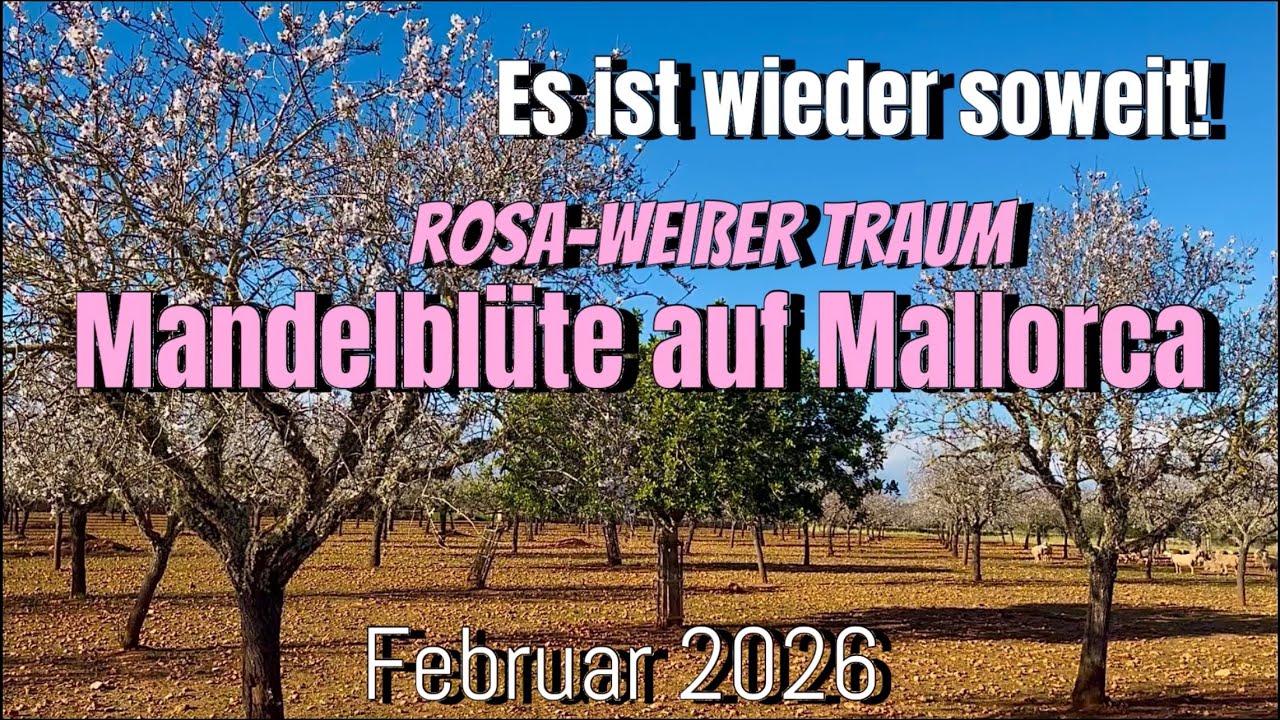 MALLORCA🌴🏖️island NEW! MANDELBLÜTE auf MALLORCA 🌸🤍🌸Das Highlight zum Jahresbeginn #mallorca #travel 