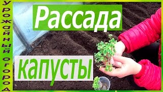 РАССАДА КАПУСТЫ БЕЗ ЗЕМЛИ!ПЕРЕСАДКА В ГРУНТ!