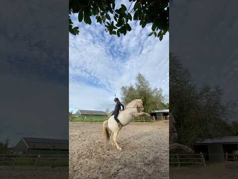 Spicy Don🔥🔥 #paarden #horse #equestrian #funny #blooper