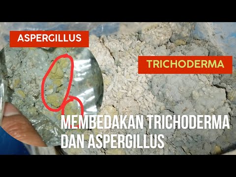 Video: Adakah penicillium dan aspergillus?