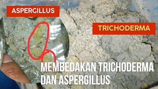 AWAS JANGAN SAMPAI SALAH!!! | CARA MEMBEDAKAN TRICHODERMA DAN ASPERGILLUS #agenhayati