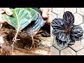 Ways of propagation techniques and care of calathea growing from leaves in the garden on banana tree