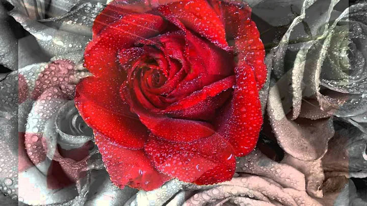 La Vie En Rose