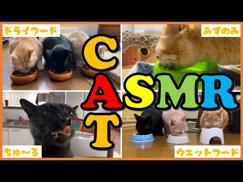 【ASMR】猫の猫による猫のためのASMR ~咀嚼音~【ジジとバニラとムース】Sounds of cat meal