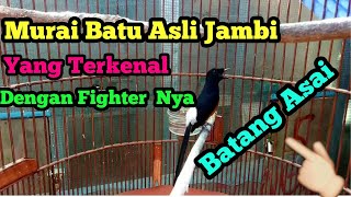 INILAH PENAMPAKAN MURAI BATU ASLI JAMBI BATANG ASAI YANG TERKENAL DENGAN FIGHTER NYA.