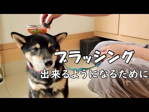 【柴犬】【shiba】ブラッシングが出来ない！ブラッシングが出来るようになる方法。