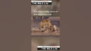 Africa Wild Animals And Wild Animals Things Malamala Safari Moments Animals2021 Wildanimals Lion 