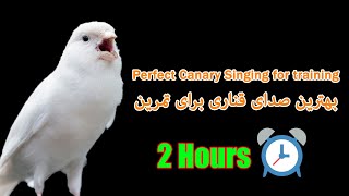 Perfect CANARY singing for training  بهترین صدای قناری برای تمرین