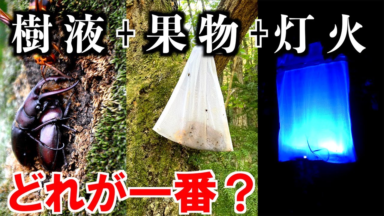 When you try to collect rhinoceros beetles and stag beetles by