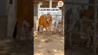 सागवाडी की 207 गाय अनसुया गौधाम माणावदर #shorts #gircow #cowlover #ansuyagaudham