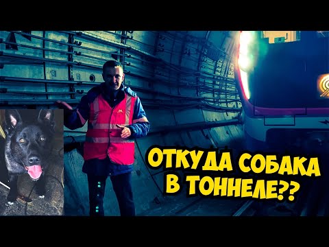 Собака ушла в тоннель метро!