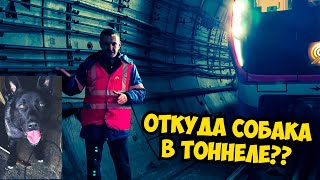 Собака Ушла В Тоннель Метро!