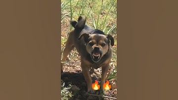 Thumbnail of dog barking 🔥🔥#dogs #angrydog #shorts #dogvideo #shortsvideo #dogstatus #doglovers