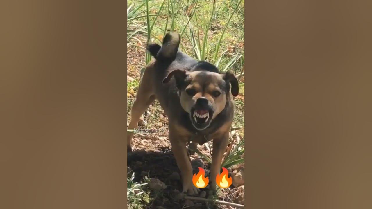 dog barking π₯π₯#dogs #angrydog #shorts #dogvideo #shortsvideo #dogstatus #doglovers dog barking π₯π₯#dogs #angrydog #shorts #dogvideo #shortsvideo #dogstatus #doglovers