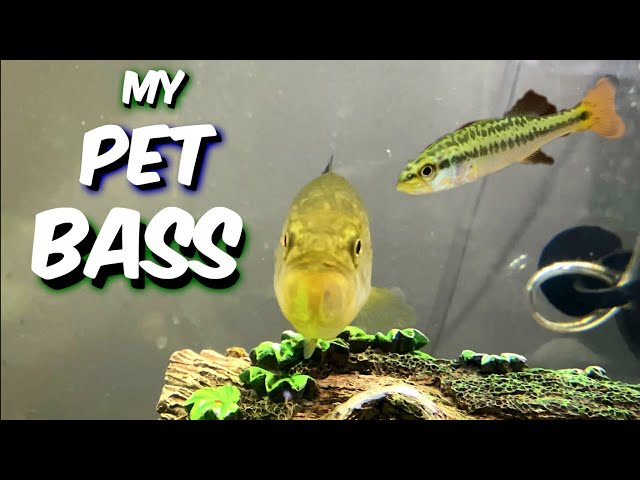 KEEPING A baby LARGEMOUTH BASS AS A PET !! ( MY EXPERIENCE ) - A1A