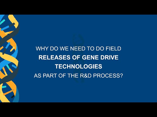 Why do we need to do field releases of gene drive technologies as part of the R&D process?