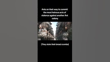 Ants On There Way To War ( I Stole This From TikTok ) #ant #war #memes