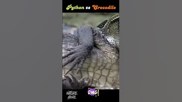 Python vs Crocodile Real Fight 🐊 🐍#shorts #shortsvideo #fight #python #crocodile