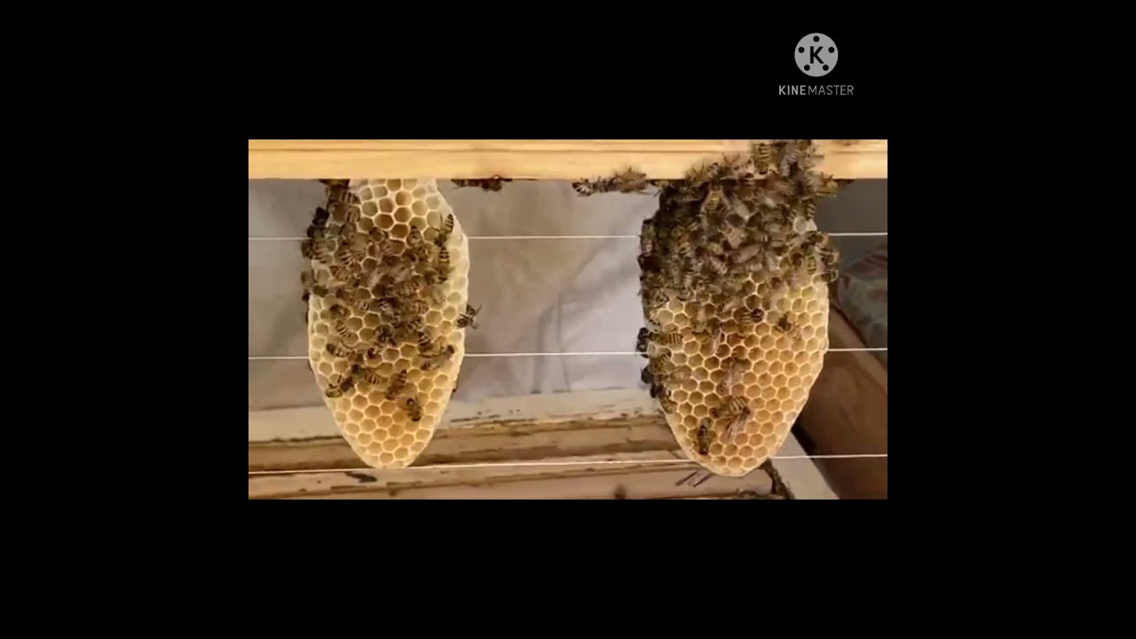 اهمية المسافات النحليه