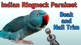 Indian Ringneck Parakeet grooming and examination at the bird clinic