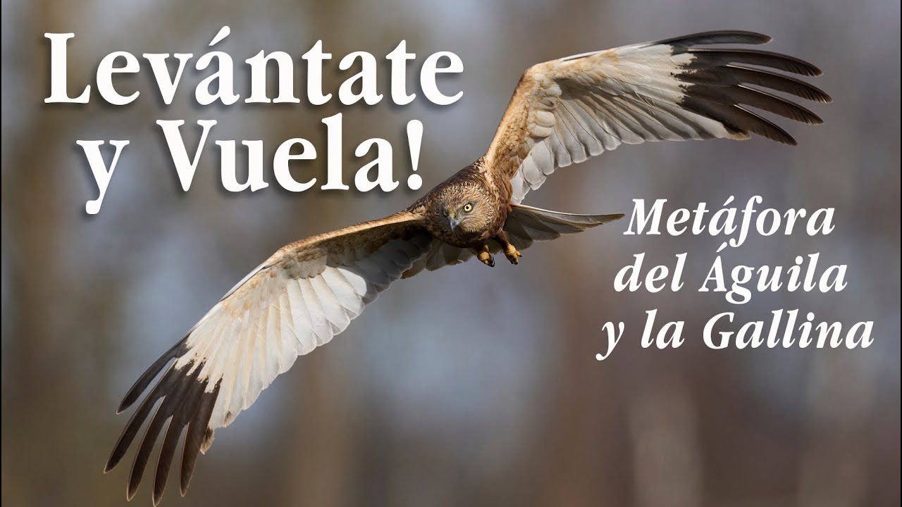 Levántate y vuela-Metáfora del águila y la gallina - YouTube