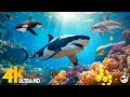 Capture de la vidéo Aquarium 4K Video(Ultra Hd) 🐠 Amazing Beautiful Coral Reef Fish, Relaxing Sleep Meditation Music