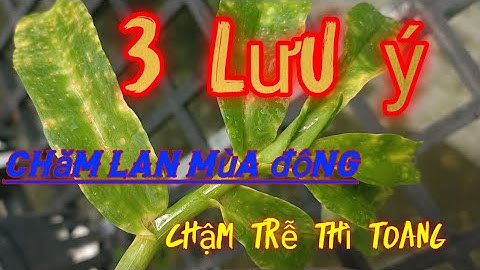 Chăm sóc lan vào mùa đông và những điều cần lưu ý