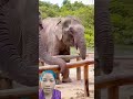 #animals #travel #elephant #babyelephant #janemerijanemanbachpankapyarmerabhulnahijanare