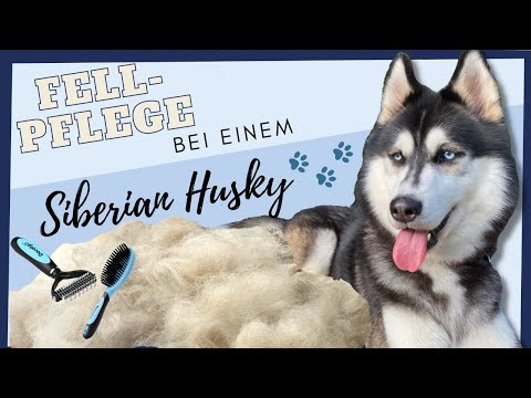 Video: Wie man einen Siberian Husky pflegt