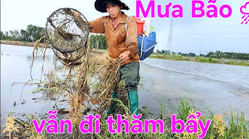 Thăm Lờ Cá Ngày Mưa Bão - Dính Cá Thác Lác Ruộng, Cá Lóc Đồng, Cá Trê Lai @TámCáVlog1979 