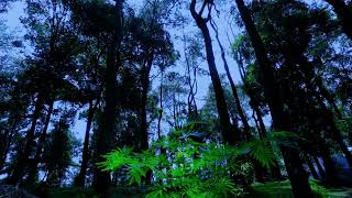 Spiritual Morning Reset - Sacred Forest Grove with Soft Piano for Soul Harmony Peace