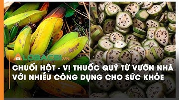 Chuối hột - vị thuốc quý từ vườn nhà với nhiều công dụng cho sức khỏe