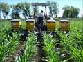 La producción de maíz - Agricultura - Coironal - Yerbas Buenas - Linares - Chile.