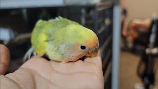 Lovebird Babies | Parrots Breeding Setup | Parrots Vlogs #Lovebirds #cockatiel #monkparakeet by Alis Flock 54 views 1 year ago 1 minute, 30 seconds