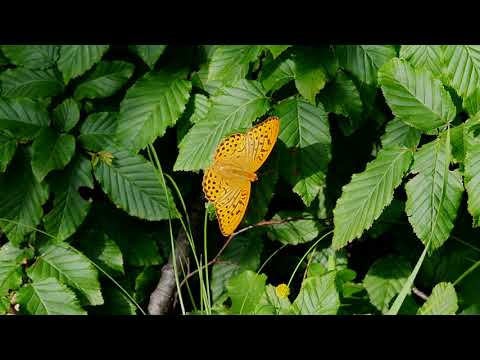 Cezar Dometi - Sunt codrii(piesa dedicata Codrii Iasilor pentru a fi desemnat Parc Natural)