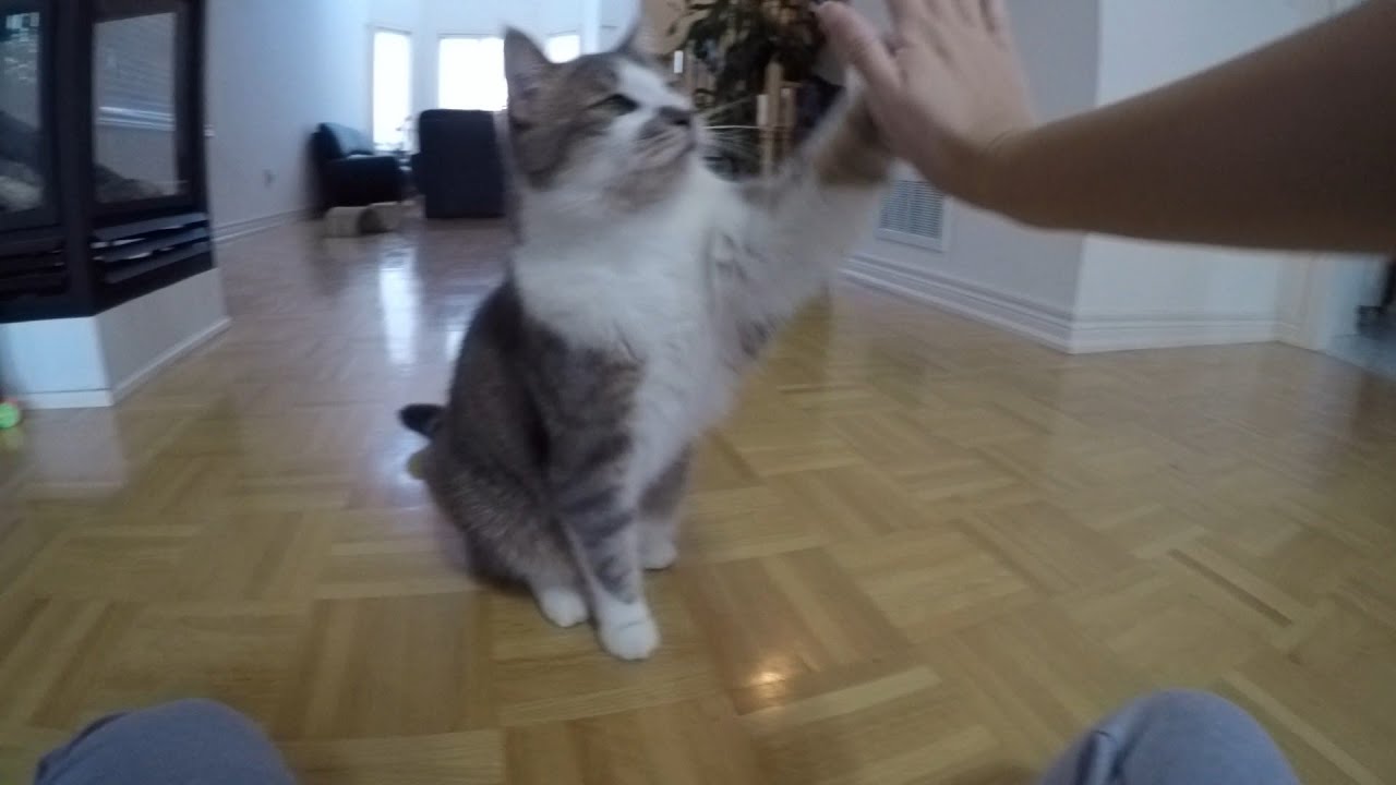 Cats Can Do Tricks Too! Sit, highfive, paw shake YouTube