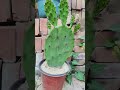 Useful tips for cactus 🌵#plants #gardening #cactus