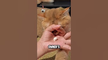 IQ test for cats 🤣#cute #kitten #funny #funnycats