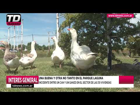 INFORME PARQUE LAGUNA   INCORPORACION DEL BOTE A PEDAL COMO ATRACCION EN AGUA   INCIDENTE ENTRE UN C