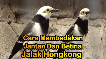 CIRI CIRI BURUNG JALAK HONGKONG JANTAN  MAUPUN BETINA -@SukamdiChannel