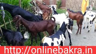 @Assam goat farm kharupetia M/n-6002123392