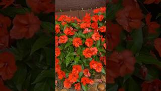 SUNPATIENS do MEU JARDIM