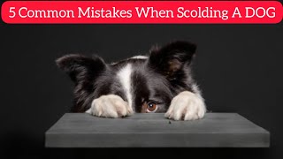 5 Common Mistakes When Scolding A DOG by Smart Dog and Cat Lover 40 views 1 year ago 3 minutes, 26 seconds