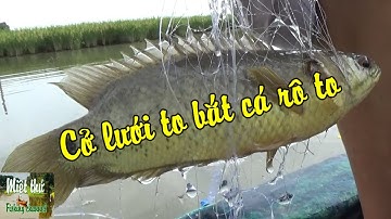 Thả lưới xuống cái mương rau muống dính toàn cá rô mề nẹo con| Fishing VietNam
