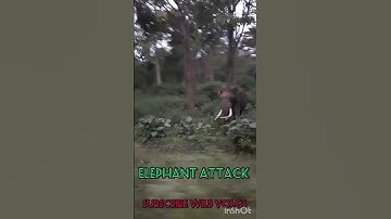 sathyamangalam forest elephant attack #shortsfeed #elephantattack