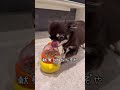 先日の知育おもちゃの動画が地上波で放送されました。が、しかし… #チワワ #chihuahua #犬のいる生活 #知育おもちゃ #dayday
