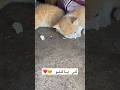 ولاو ياكلو  اكسبلور       